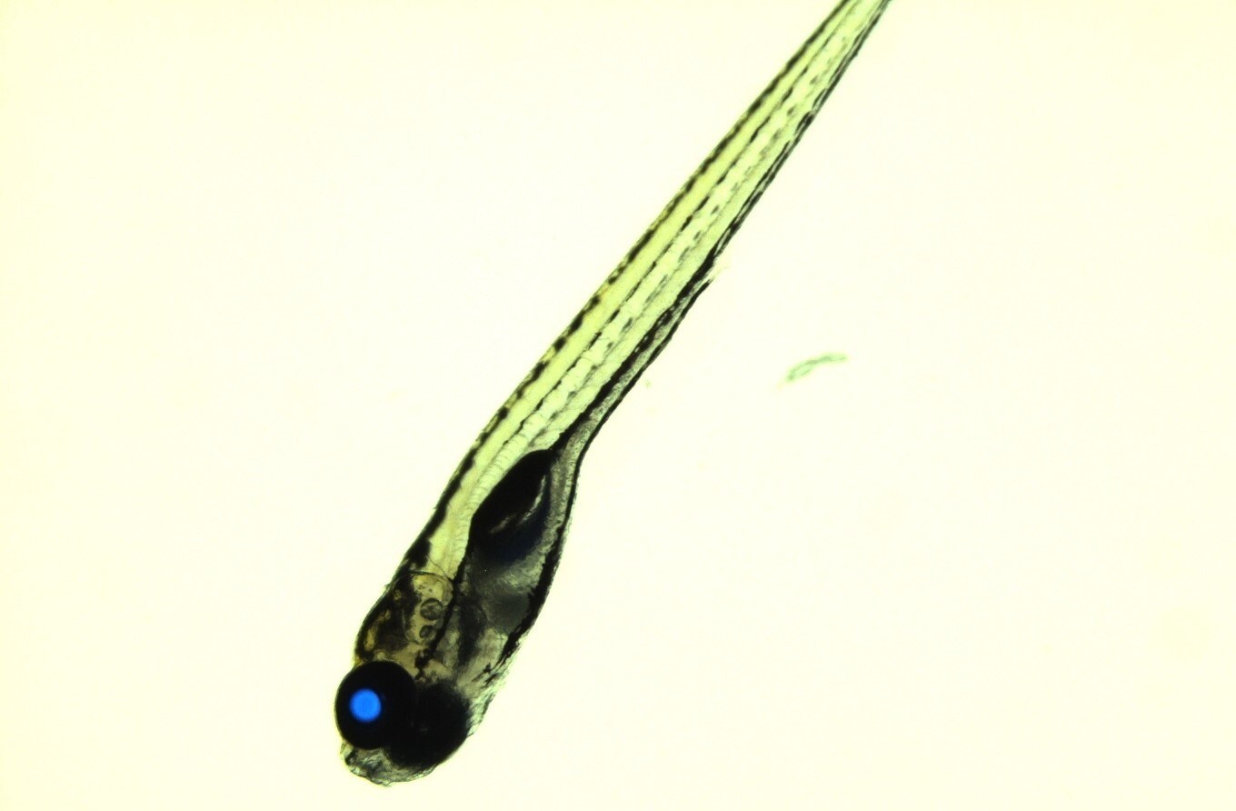 The larval form of the transgenic zebrafish, which have a cyan fluorescent protein selection marker in their eyes