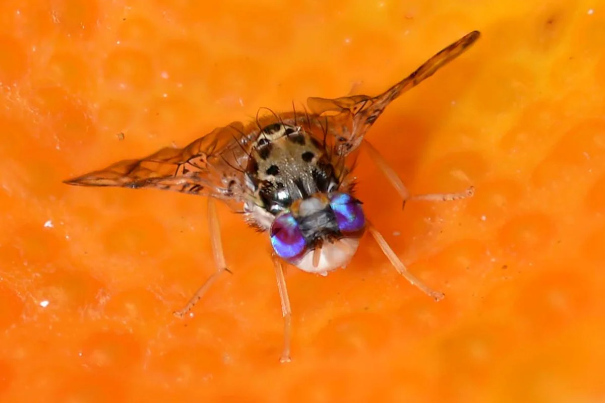 Male medflies that are genetically altered using the RIDL technique don't produce viable female offspring (Photo: Oxitec)