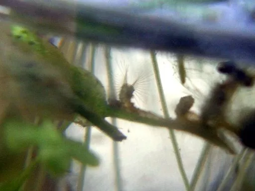 Insect larva in a home-made closed ecosystem