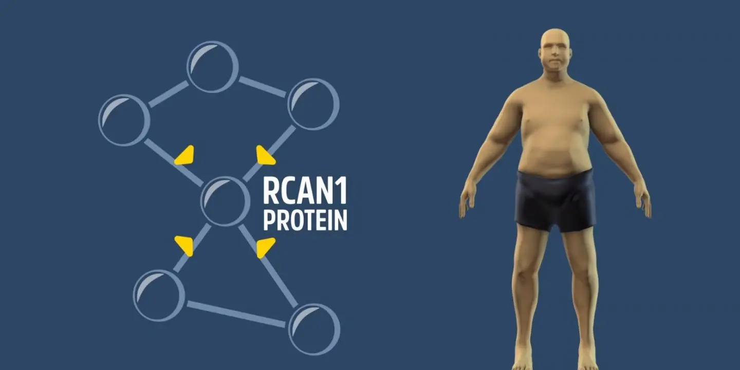 Future medications may be able to treat obesity by silencing a gene known as RCAN1 (Regulator of Calcineurin1)