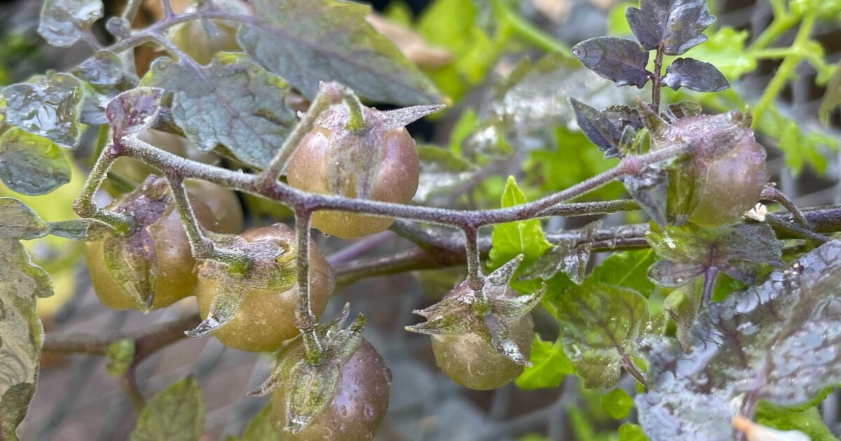 Wild Galapagos tomatoes evolve toxic traits again Wild Galapagos tomatoes evolve toxic traits again