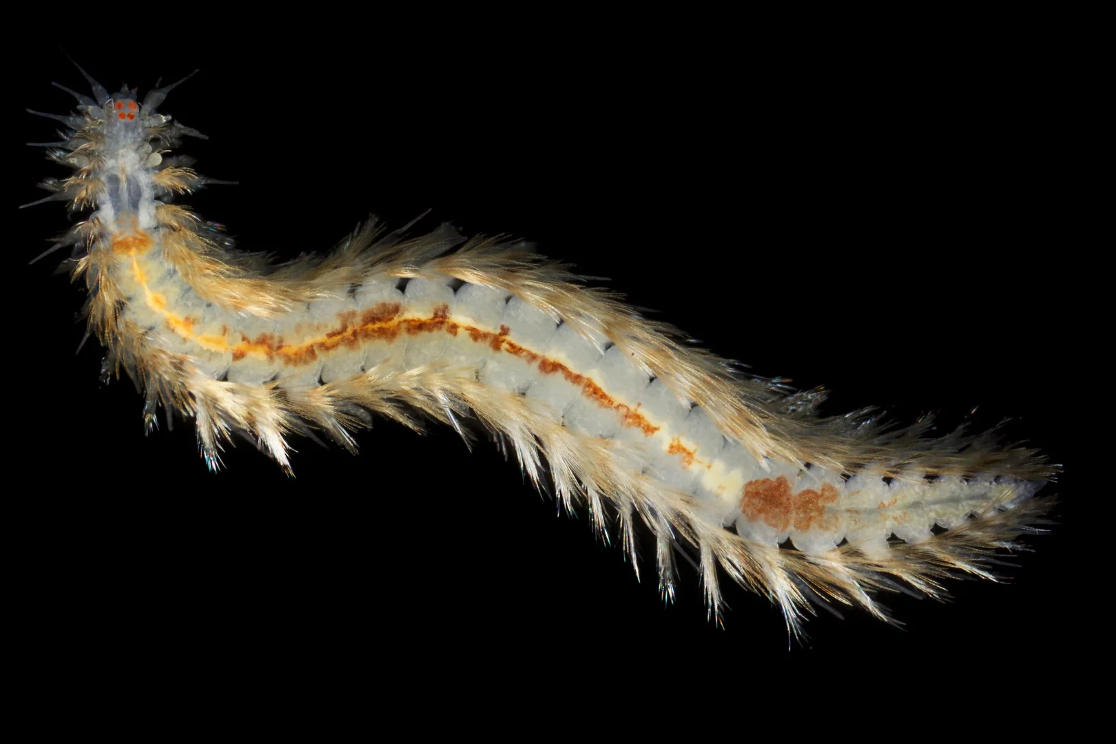Image of Distinction: Dysponetus populonectens (chrysopetalid annelid worm)