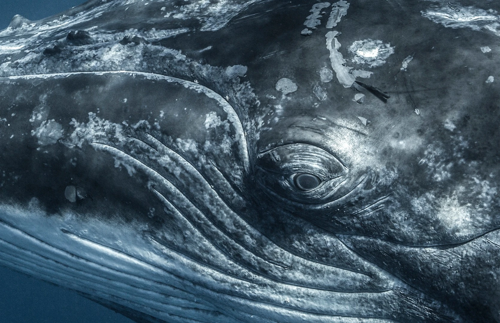 4th Place in the Portrait category. A close look into the eye of a humpback whale calf