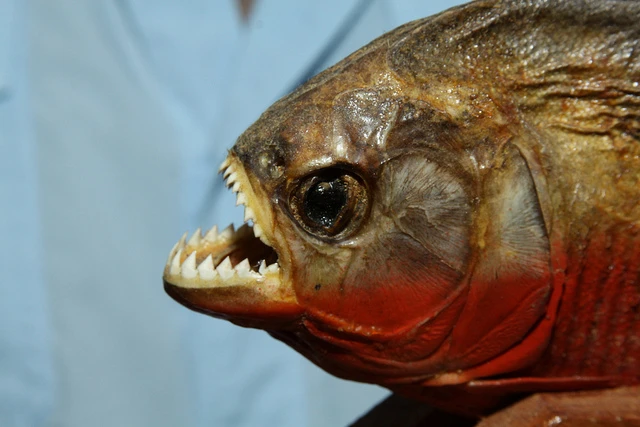 The razor-like teeth of the piranha trap the skin and muscle of its prey in a guillotine-like bite