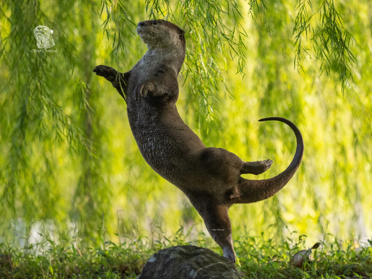 "Otter Ballerinas" : Smooth coated Otter, Singapore
