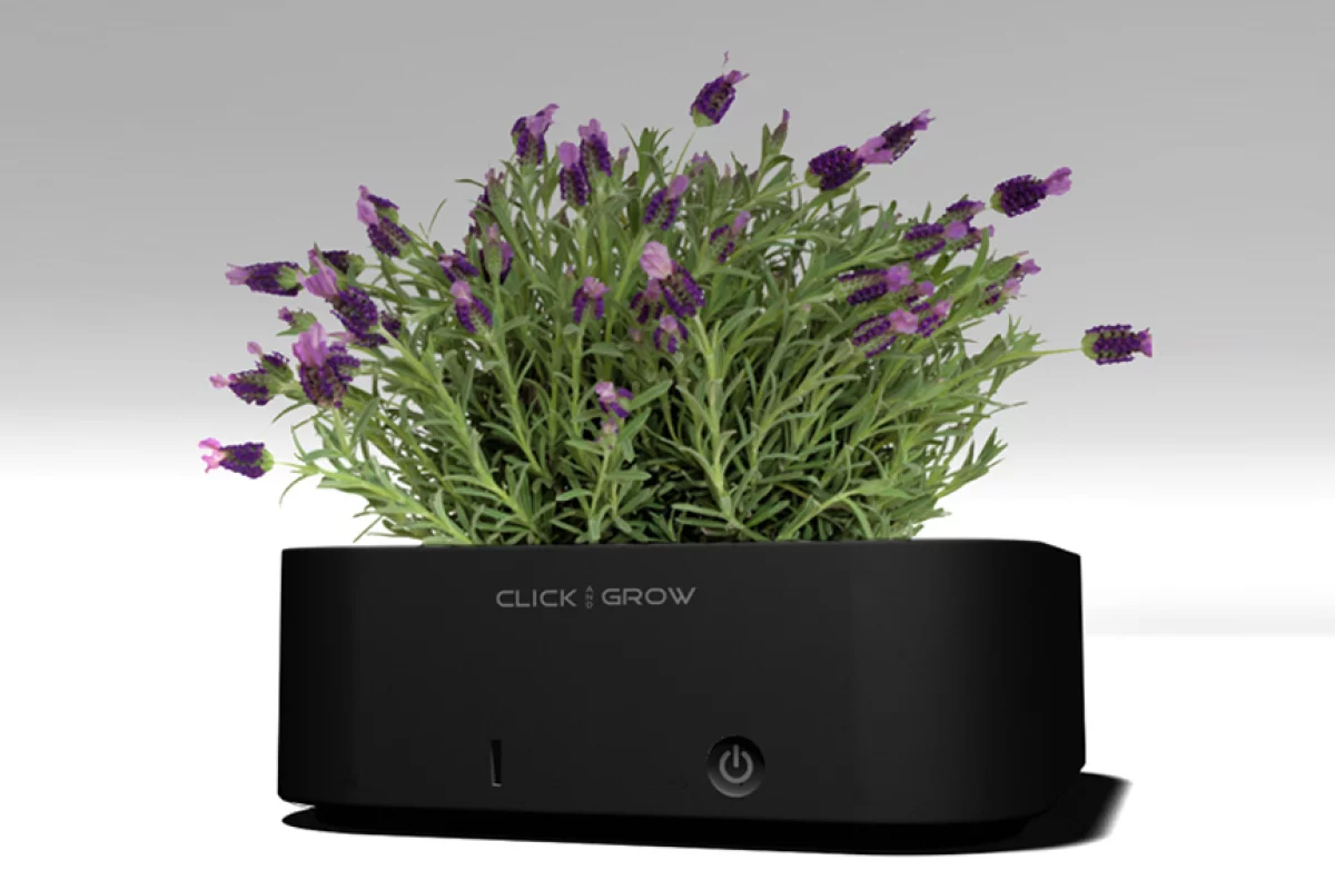 Click & Grow pots make growing houseplants a set & forget exercise
