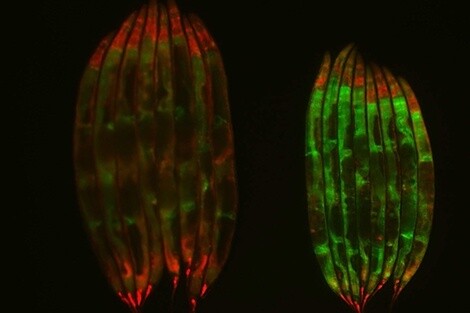 In old C. elegans specimens, those treated with dietary restrictions (right) showed more youthful gene splicing patterns than naturally-aged animals (left)