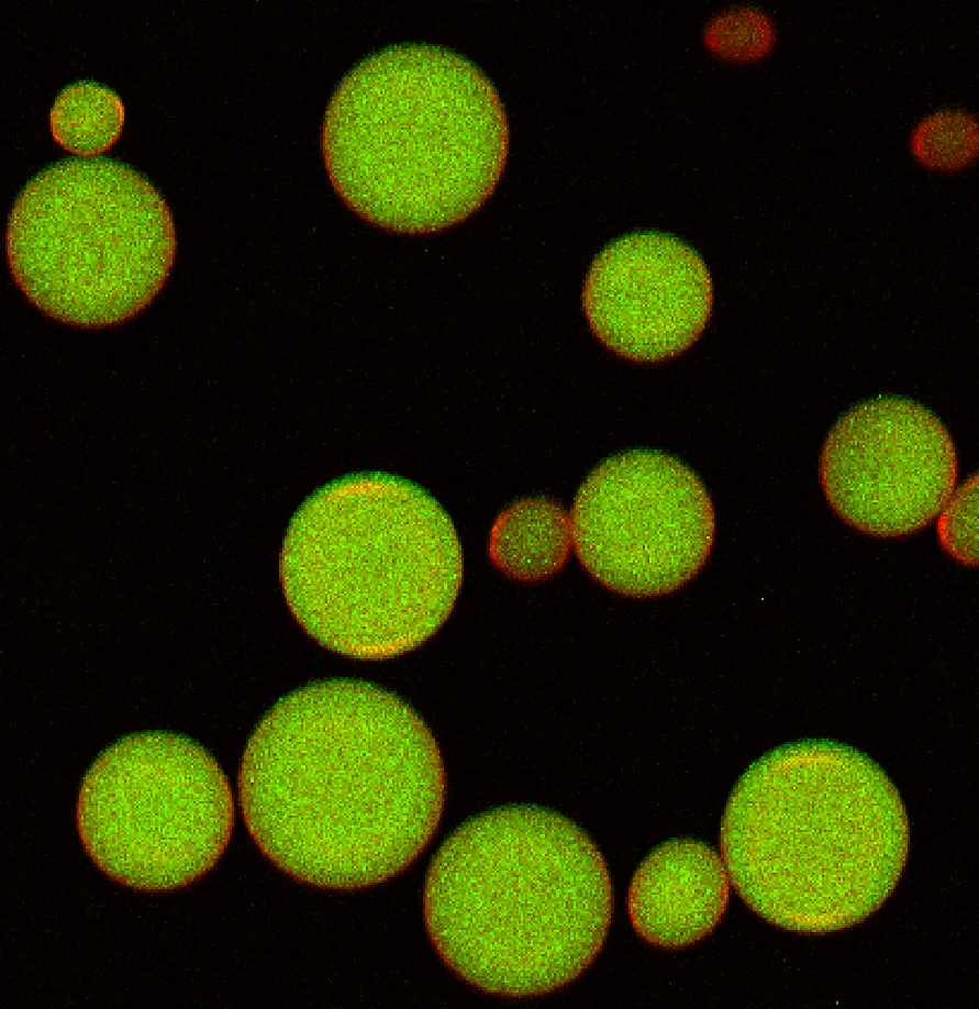 False color Cryo-Scanning Electron Microscope image of the artificial beta cells