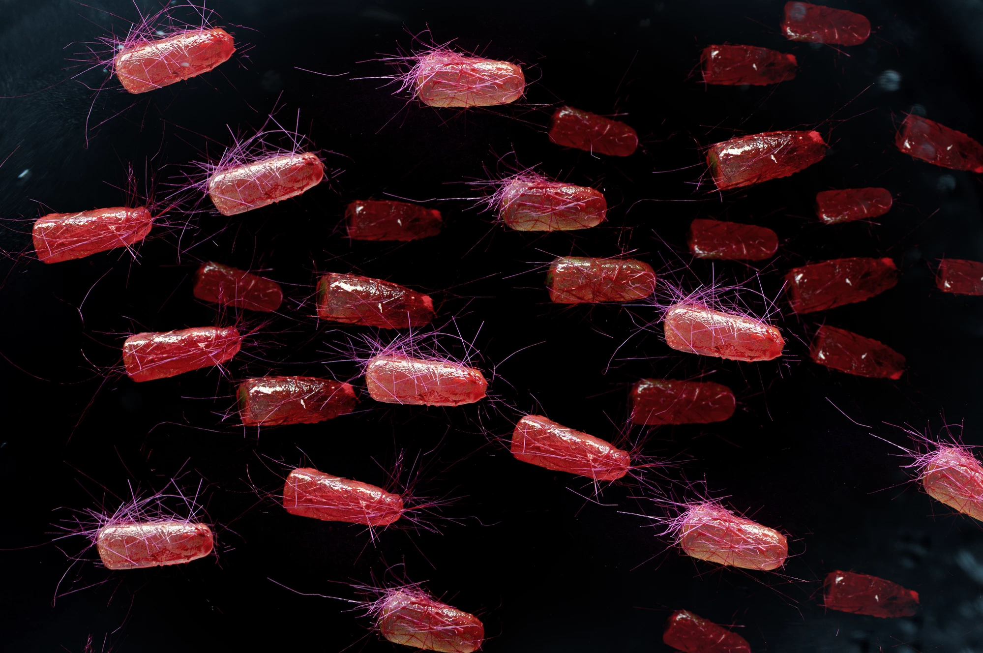 Iron levels trigger the formation of 'memories' in E. coli bacteria, according to new research