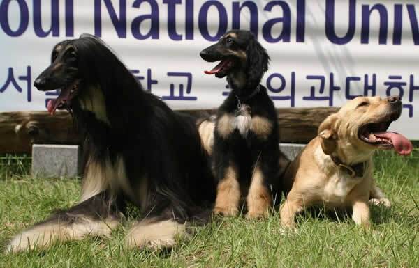 Snappy (in the middle) back in 2005 with Tai (left) his clone father, and his surrogate mother (right)