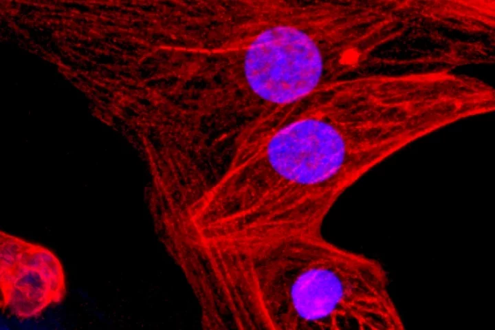 Human heart muscle cells derived from the new CRISPR-engineered "universal" stem cells