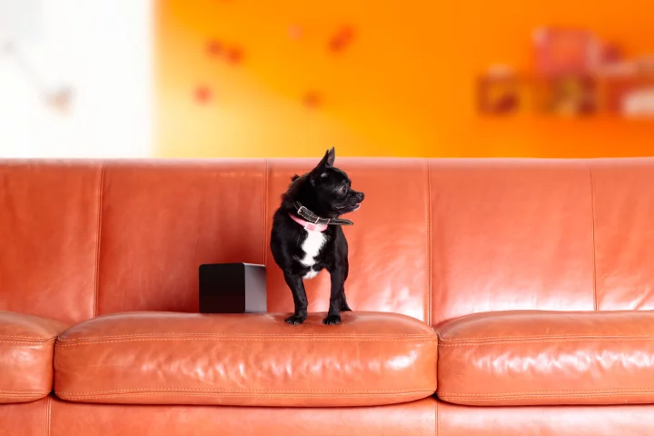 The Petcube device with creator Alex Neskin's dog, Rocky