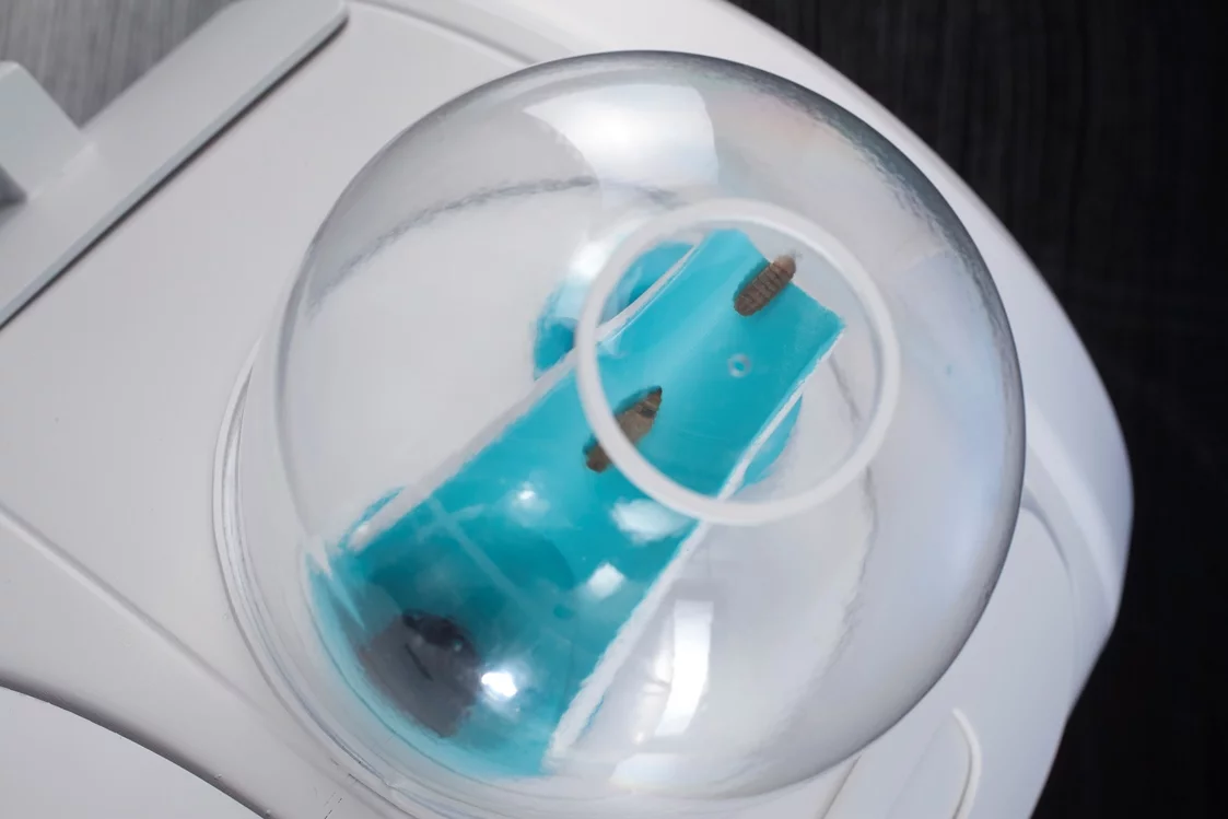 The larva instinctively climb up a short tunnel, where they are trapped in a collection bucket to be consumed later