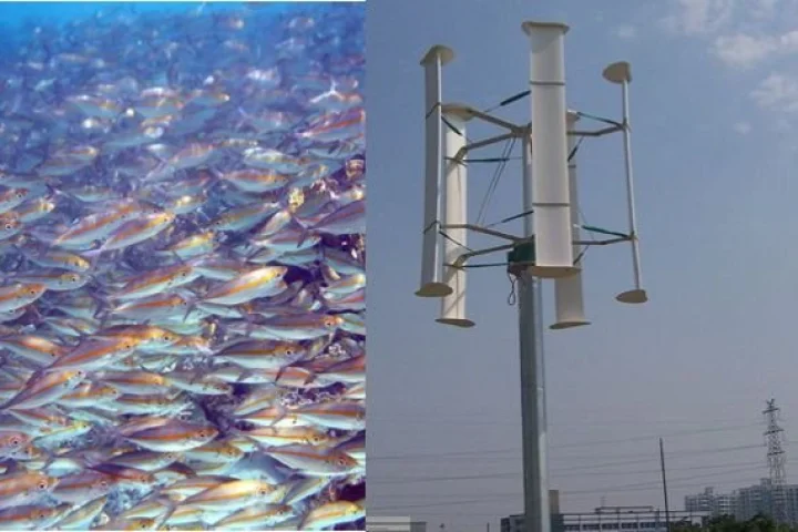 John Dabiri has hypothesized and tested counter-rotating arrays of vertical axis wind turbines based on fish schooling vortices