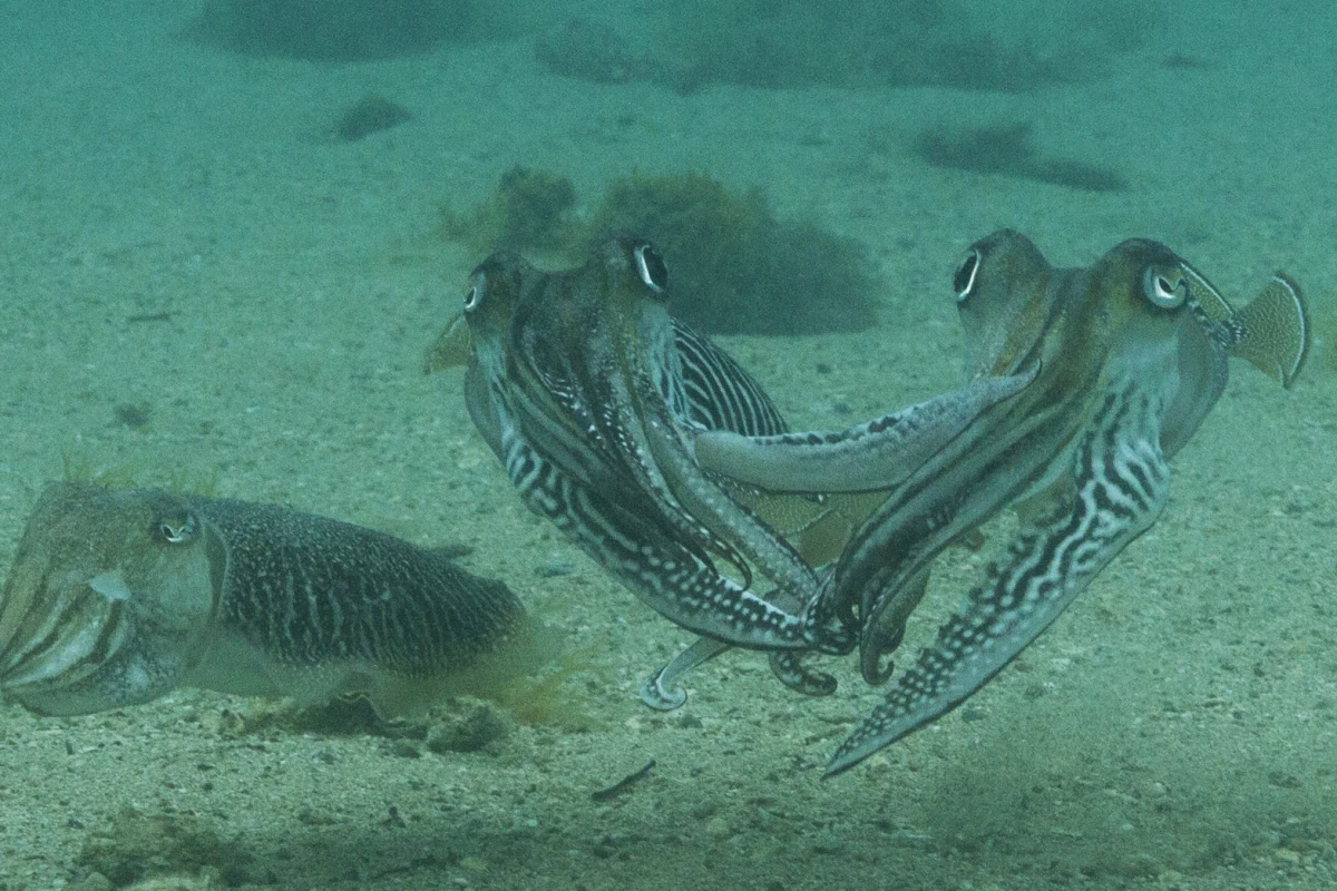Hands off: for the first time, researchers have captured footage of how vicious male cuttlefish can be when it comes to protecting their mate (left) from intruders
