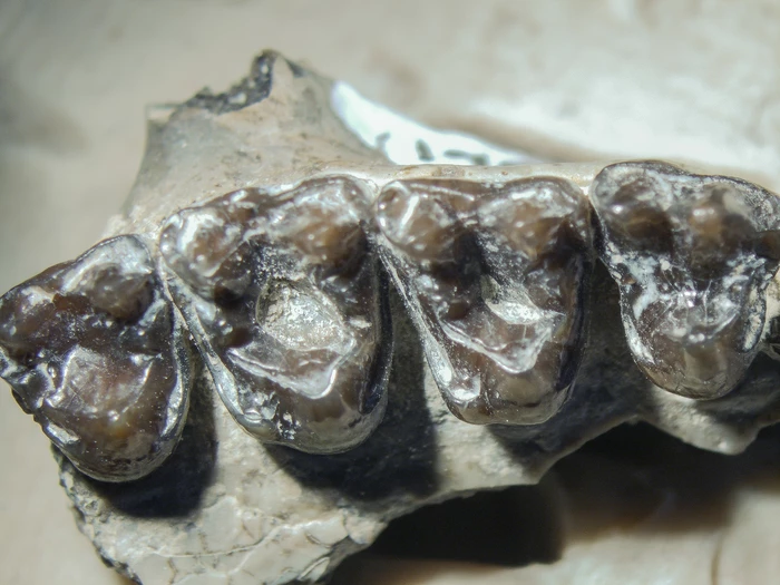 Scientists have discovered cavities in the teeth of primates that walked the Earth around 54 million years ago