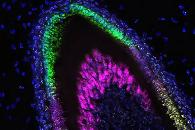 A microscope image of different