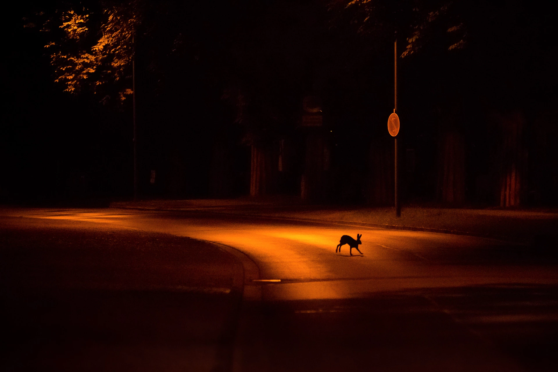 Urban Wildlife - Winner. "City Hare". Kassel, Germany