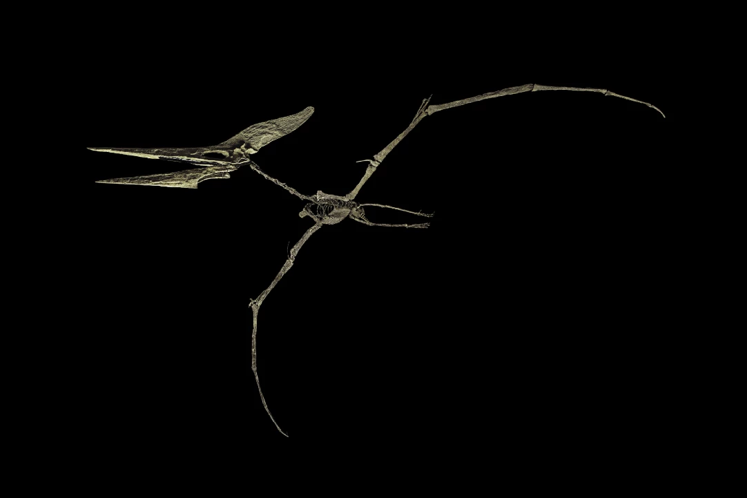 This Pteranodon skeleton went to auction on 7 March 2017 at French auction house Binoche et Giquello (now Giquello et Associes) with an expectation of between EUR €90,000 and €120,000 but failed to meet reserve and was passed in. Like the specimen sold at Koller in 2022, the Pteranodon had a wingspan approximately half of the Sotheby's Pteranodon.