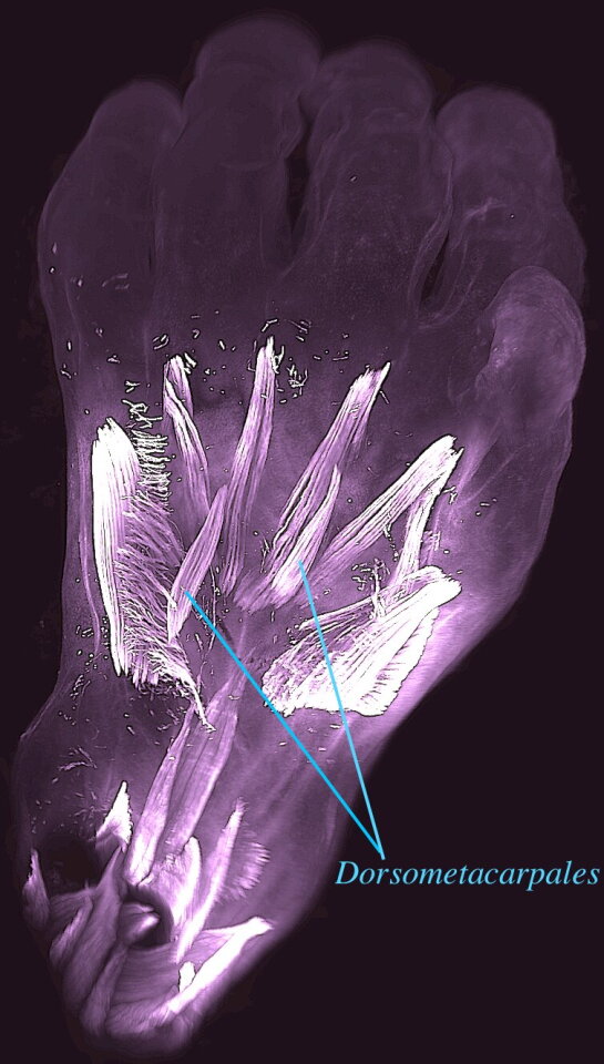 ancient reptilian limb muscles found in