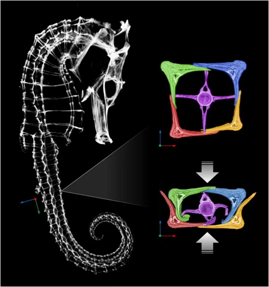 The structure of a seahorse tail (Image: Joanna McKittrick research group/Jacobs School of Engineering at UC San Diego)