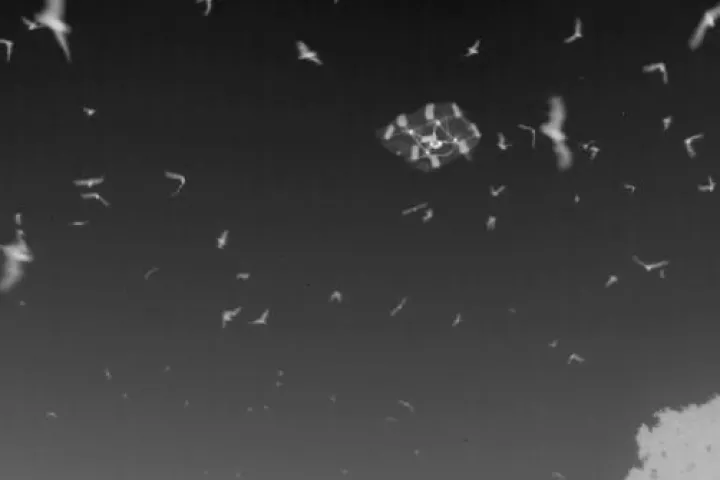 Engineers have created an unmanned aircraft known as the Batcopter, for studying the flight characteristics of bats (Image: Kenn Sebesta)