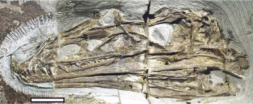 The skull of the dinosaur Caihong juji has been likened to a Velociraptor