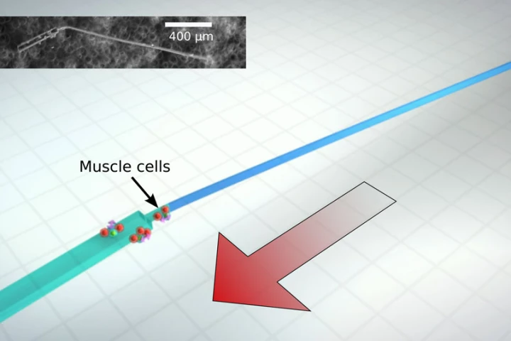 A diagram and a microscope image (inset) of one of the bio-bots