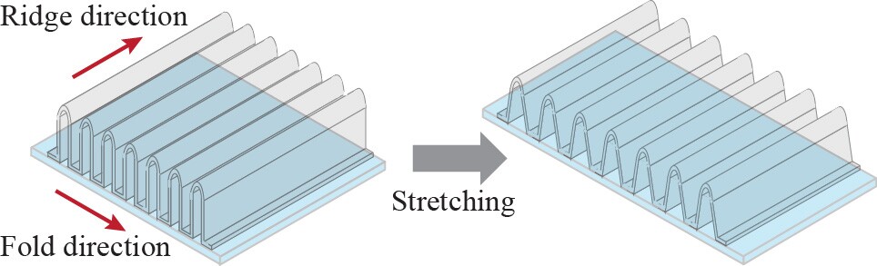 The nano-accordion stretches along the direction of the folds and bends around the elastic silicone base, with its stretchability determined by the height and thickness of the ridges