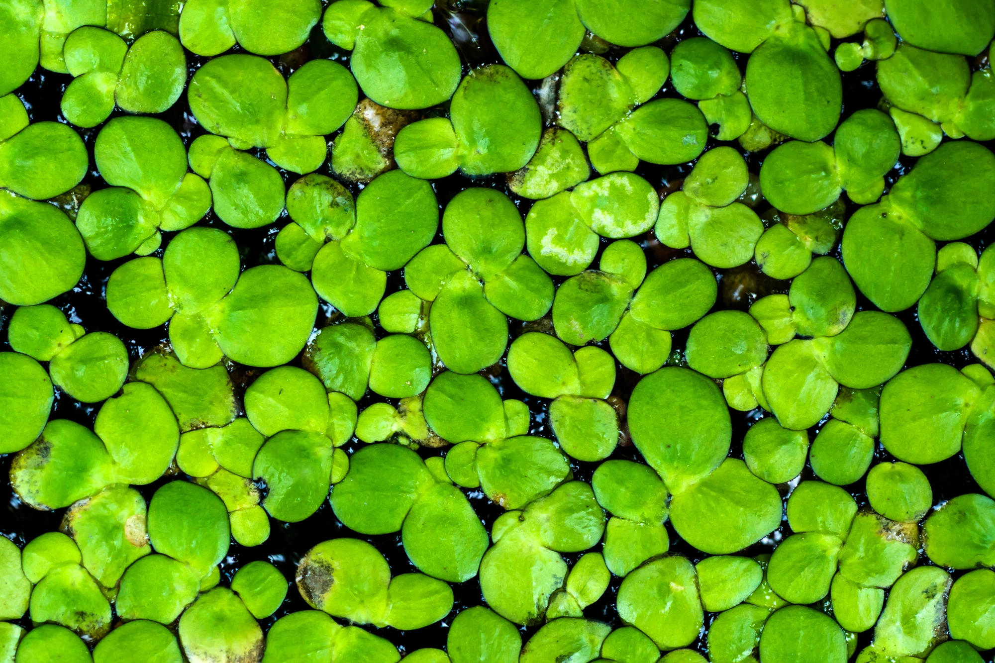 A macro photograph of duckweed, aka Wolffia