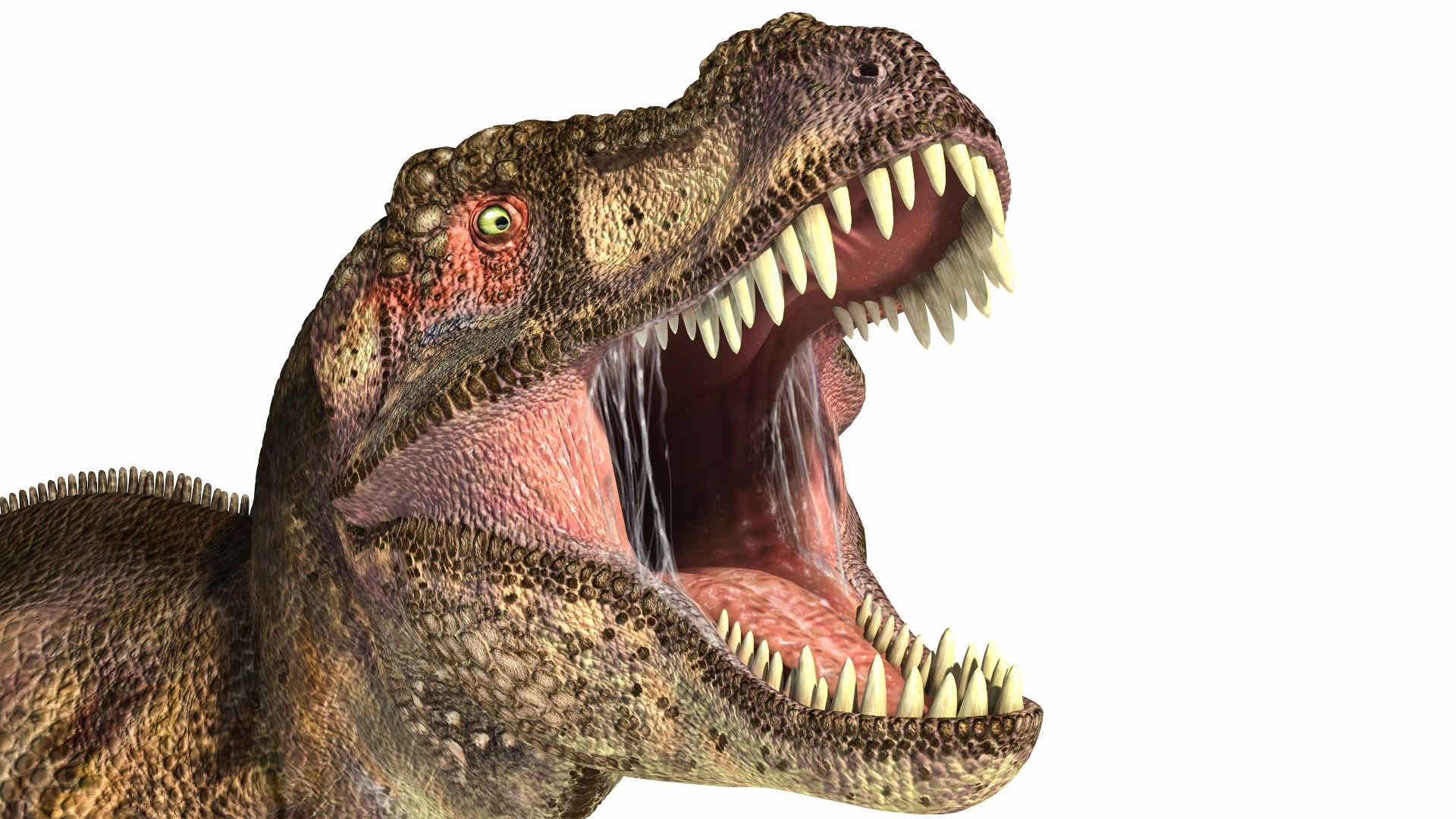Researchers have calculated the bite force of a Tyrannosaurus Rex to be about 8,000 pounds, twice as powerful as a modern crocodile