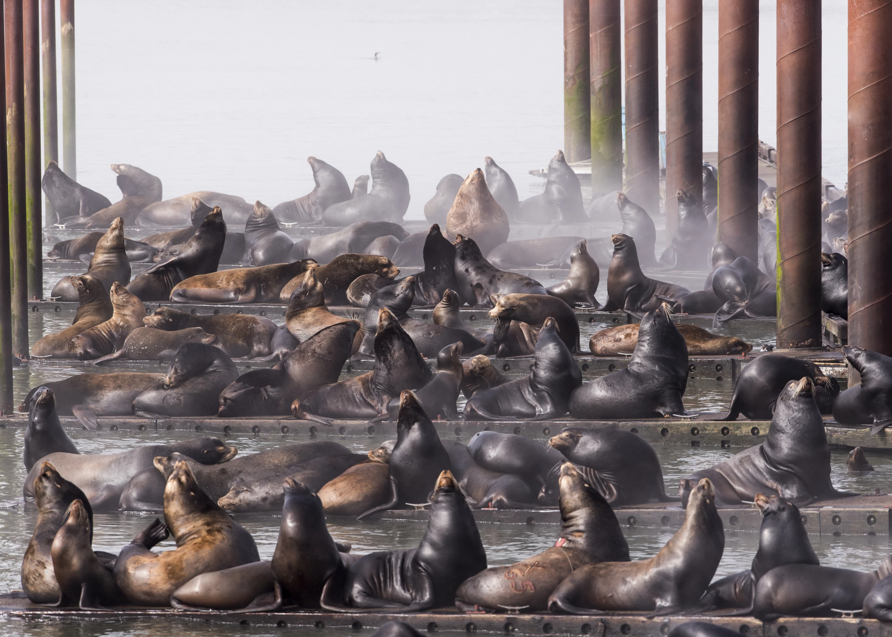 Third Place, Cities and Nature. Docks in Astoria taken over by California Sea Lions.