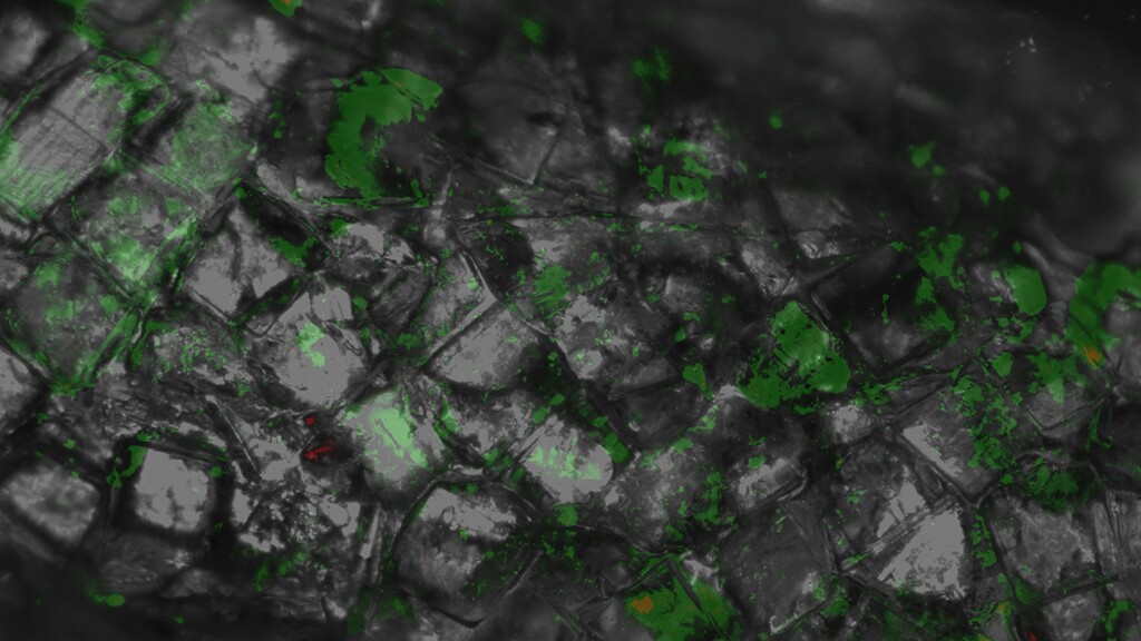 Roller Buggy the baby stroller/scooter hybrid for kids on the fast track