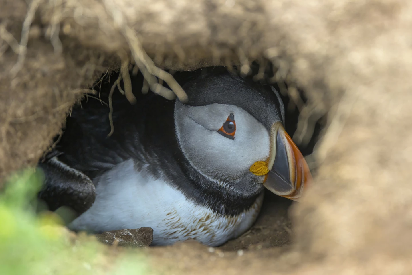 Puffins will return to the same nesting site and often same burrow each year for their entire lives