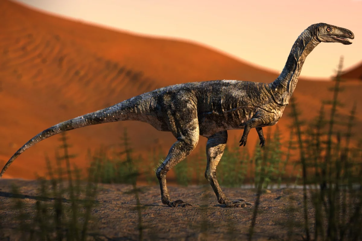 Vespersaurus was a small therapod dinosaur, measuring only 80 cm (31.5 in) tall, 1.6 m (5.2 ft) long and weighing 15 kg (33 lb)