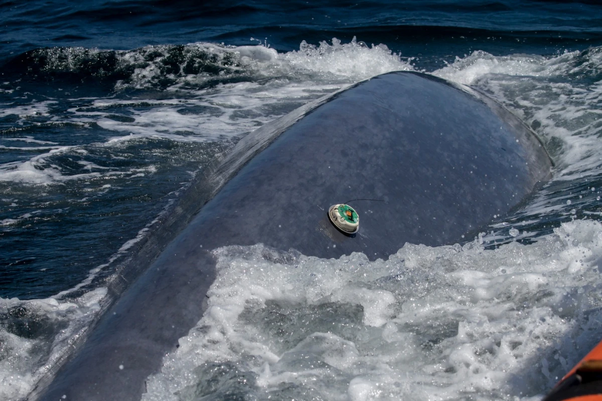 A whale with one of the OSU trackers attached could be quite the marine biologist