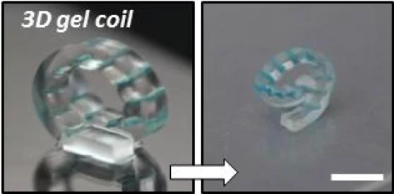 The copper ions create a polymer network that strengthens the hydrogel material