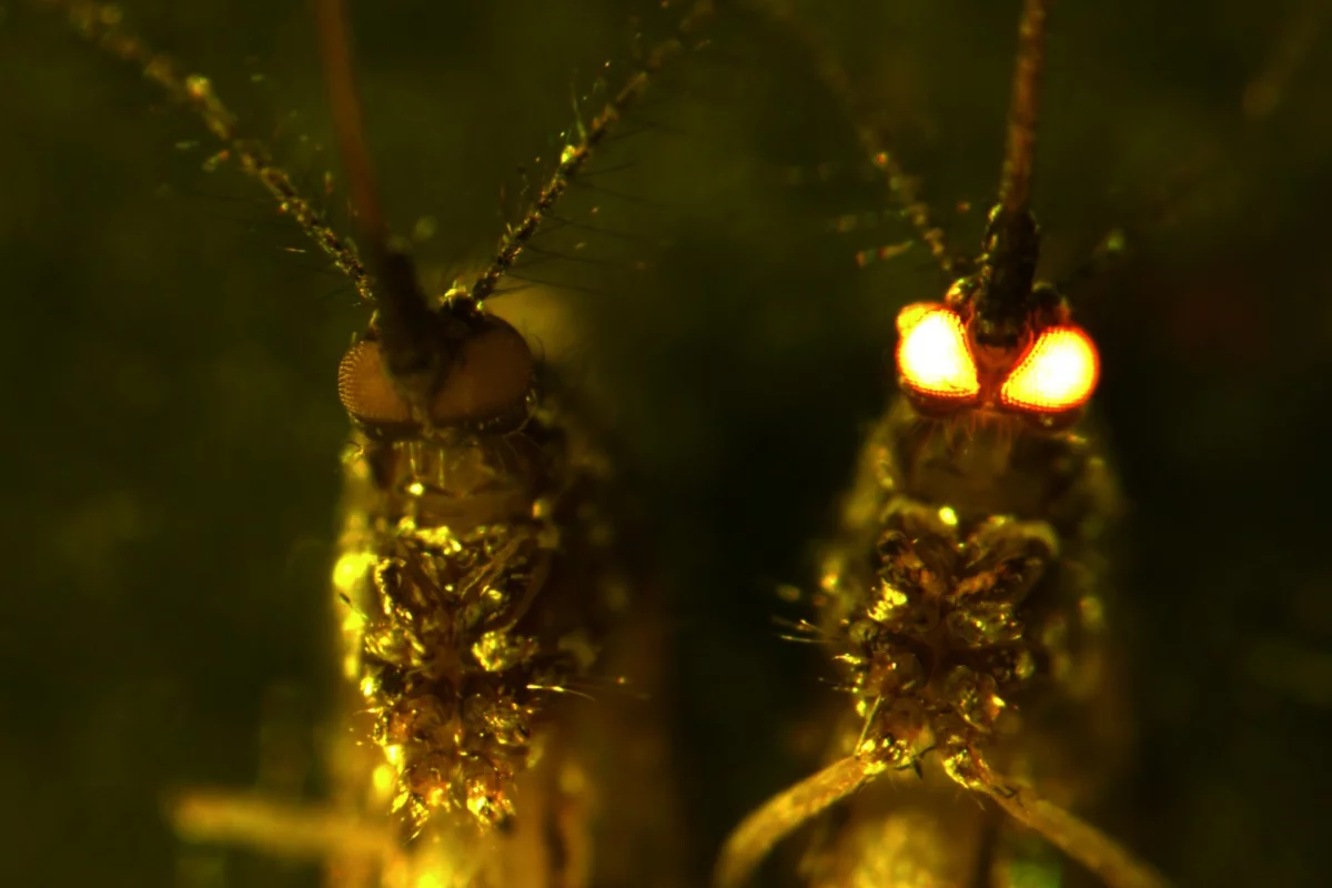 Genetically engineered mosquitoes developed by scientists in Australia