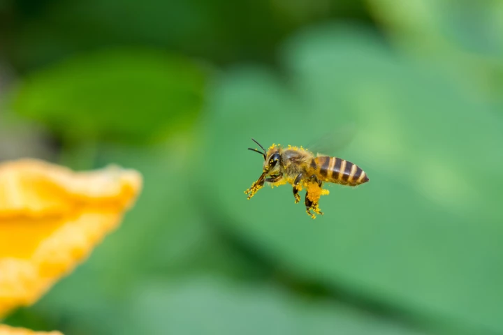 Honeybees bring a lot more back to the hive than pollen, and analyzing the debris that falls off their bodies could open a window into examining urban microbiomes