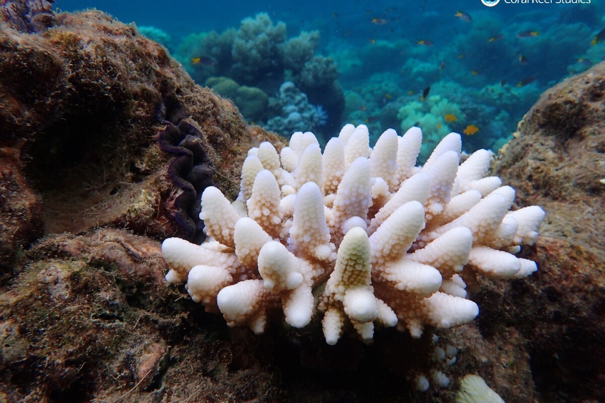 Coral bleaching returns to the Great Barrier Reef
