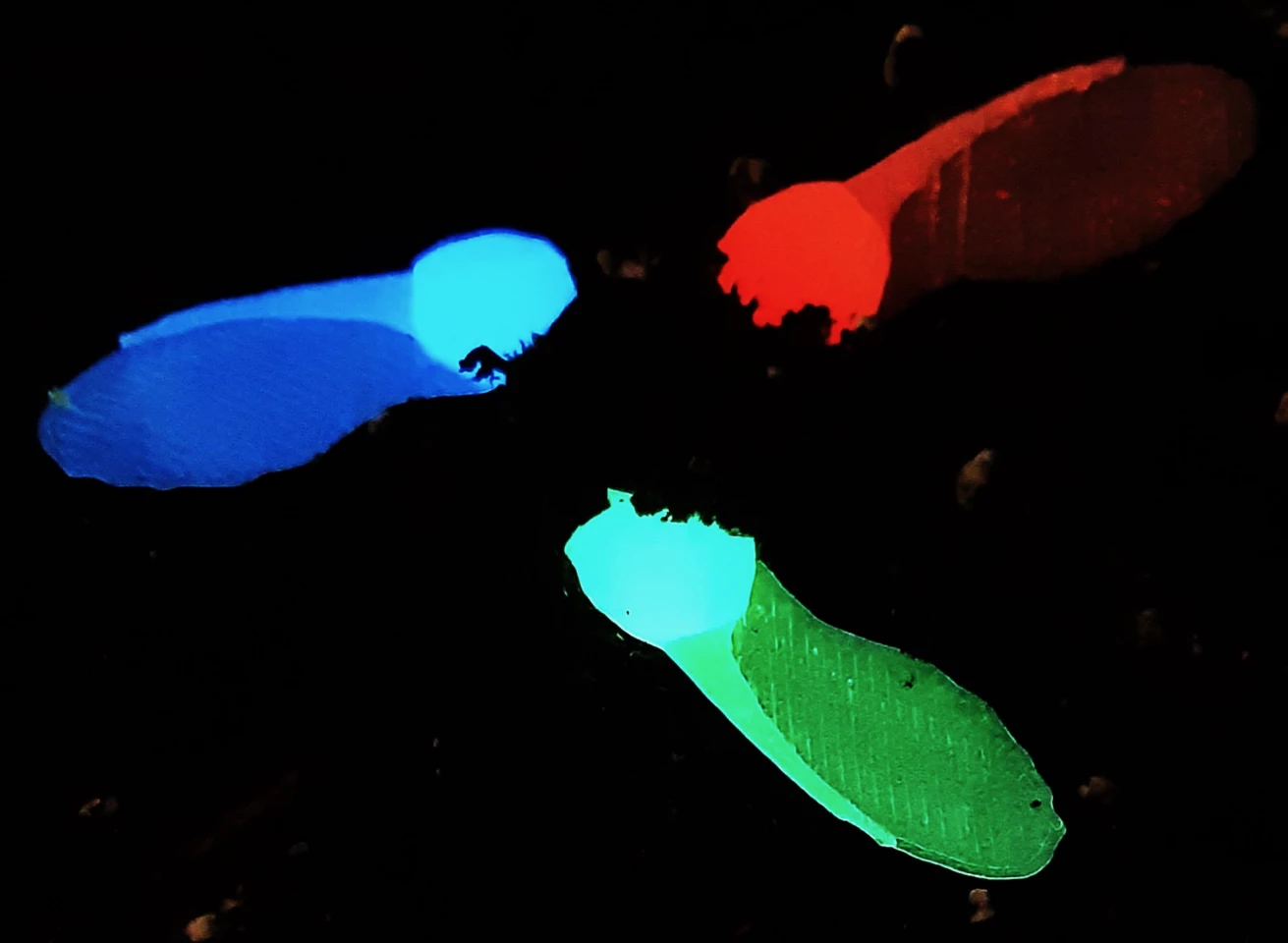 Acer i-Seeds fluoresce in different manners, as determined by the temperature of their surroundings