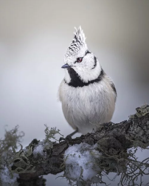 Rock Star by Giacomo Redaelli, age 17, was the second place winner in the Young category of the 2020 Close-up Photographer of the Year. The red eye of this great crested tit stands out in this shot snapped in a wintry wood in Switzerland.