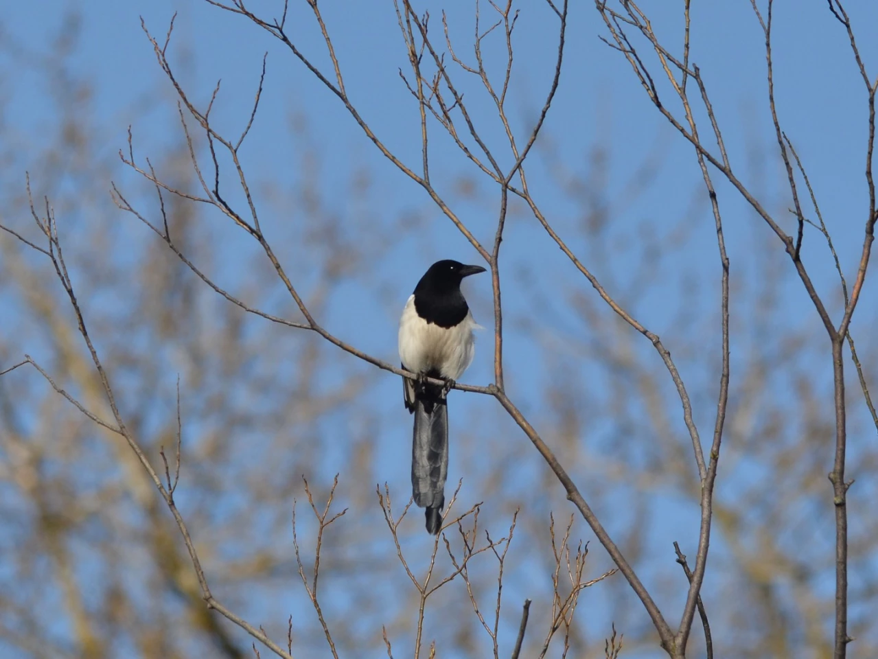 The meta analysis included data for the common magpie (pica pica)