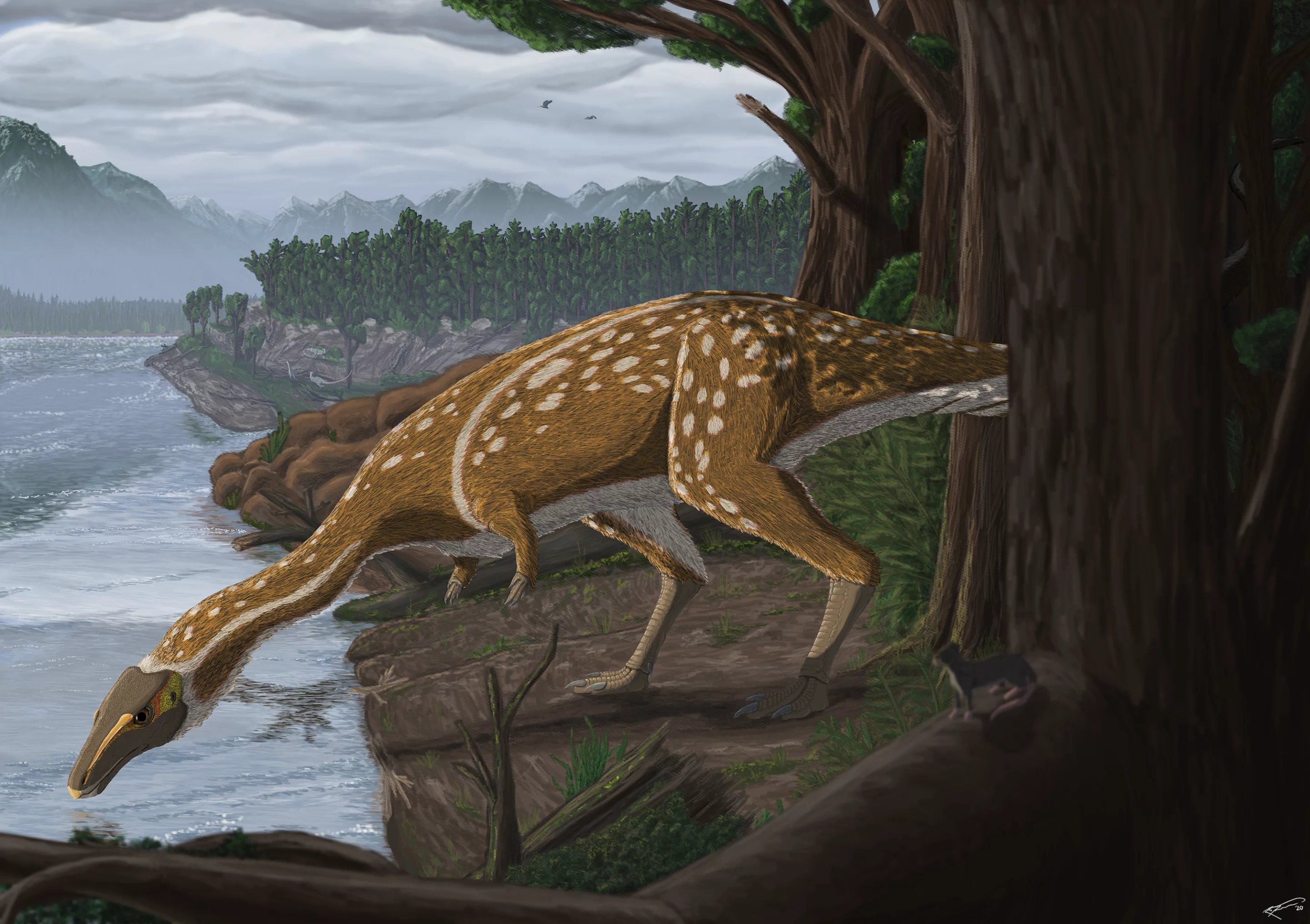 An artist's impression of the new elaphrosaur, discovered in Victoria, Australia