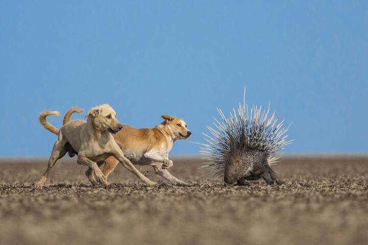 Winner - Conservation Focus. Little Rann of Kutch, Gujarat. A growing feral dog population in the region has become a significant cause for concern, as portrayed in this image of two dogs attacking an Indian Crested Porcupine