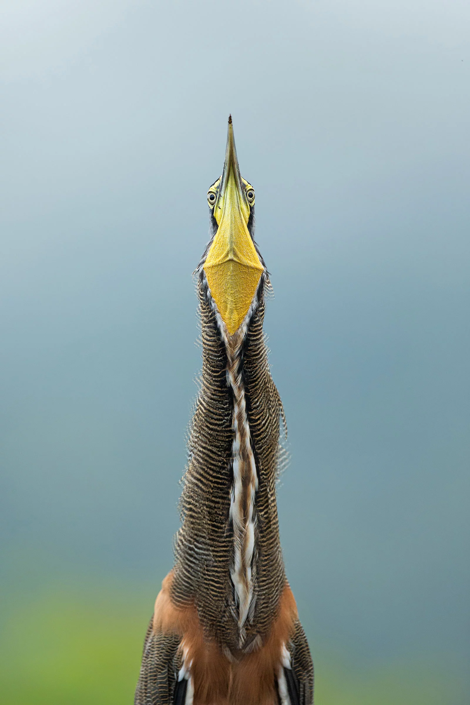 Winner - Amateur. Bare-throated Tiger-Heron. Tárcoles River, Costa Rica