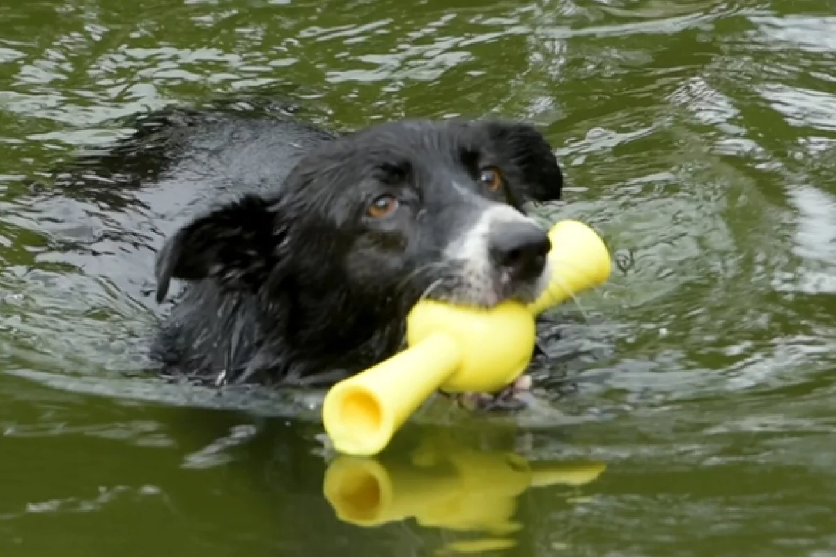 Paww's fetch toys float, allowing water play with dogs