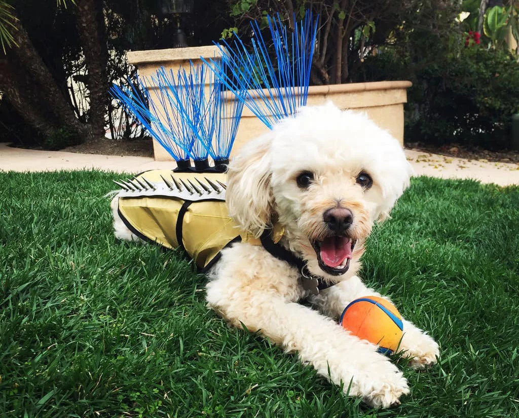 The CoyoteVest is a spiky vest designed to provide some protection from coyotes and larger dogs