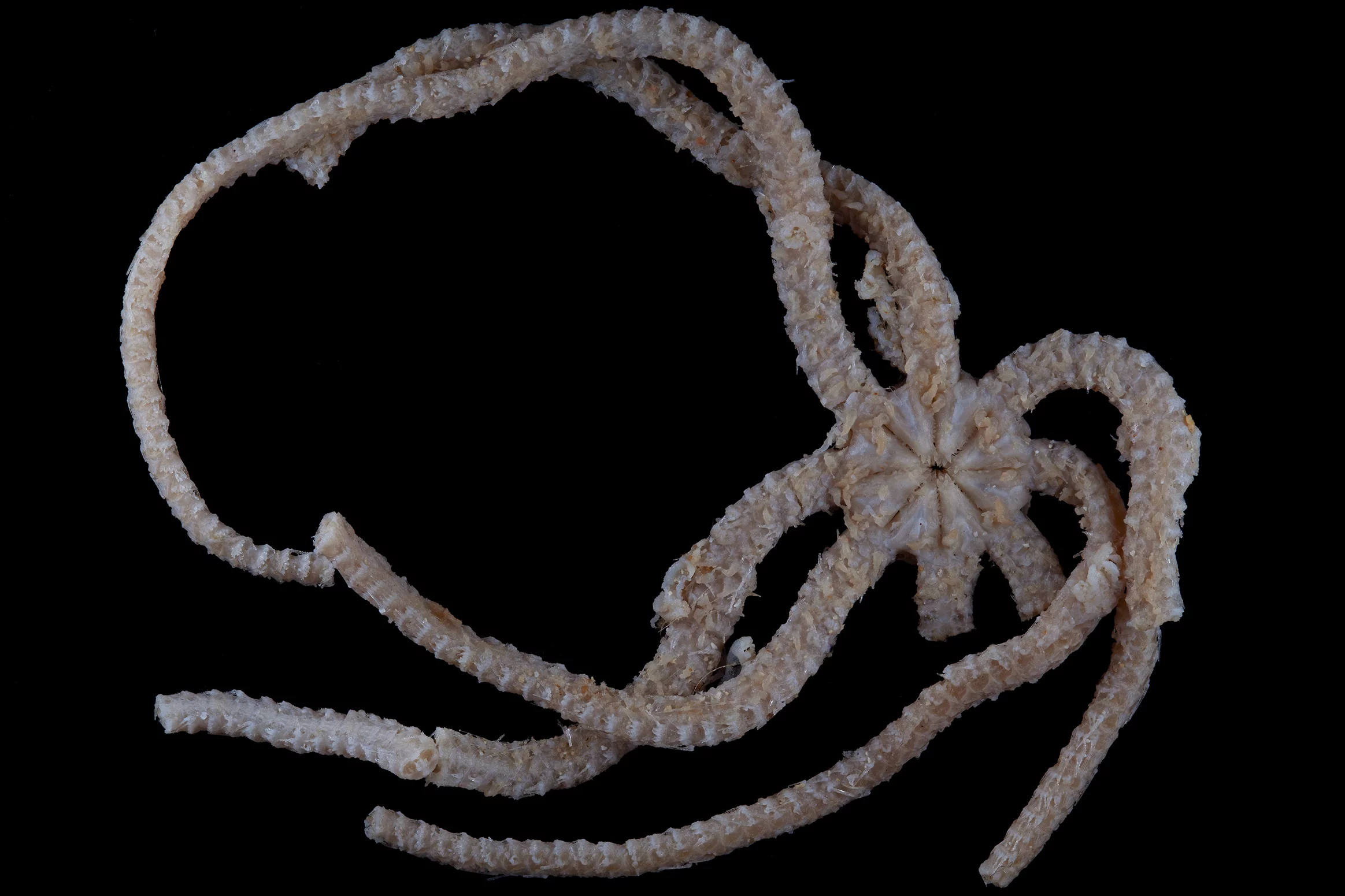 Ophiojura is separated from its closest living relatives by 180 million years of evolution