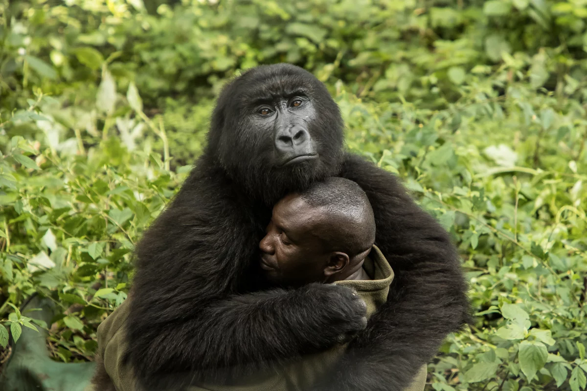 The Human Touch by James Gifford, Human/Nature Winner, Virunga National Park, Democratic Republic of the Congo